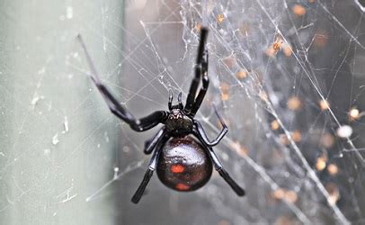 How to kill black widow spiders. Black Widows Found in Supermarket Grapes in Several States ...