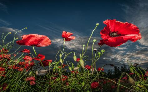 Field Of Poppies Desktop Background : Wallpapers13.com