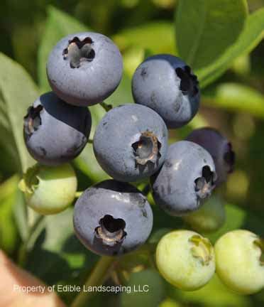 Buy o'neal blueberry online from the nursery wholesalers and save big! O'neal Southern Highbush Blueberry - Edible Landscaping