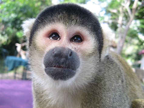 Filesquirrel Monkey Wikipedia