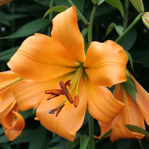 Buy Lily African Queen Bulb Lilium African Queen Group Delivery