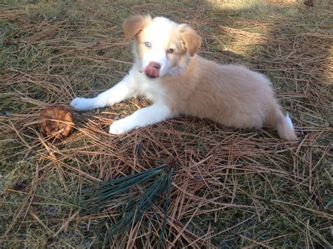 Maybe you would like to learn more about one of these? 7 week old Blonde Border Collie puppy! | Border collie ...