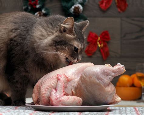 Raw Chicken Breast Safe Or Risky For Cats Diets
