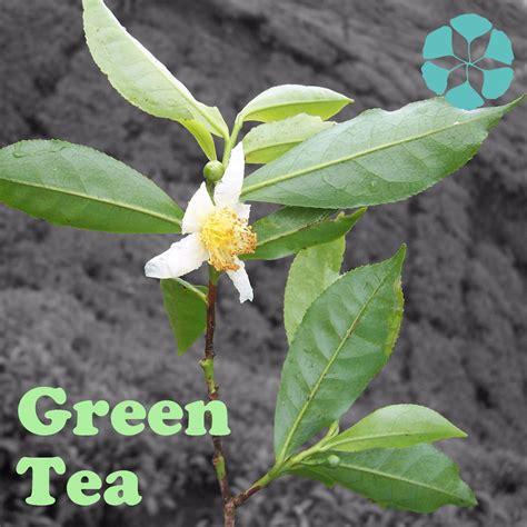 Green Tea Extract / Camellia Sinensis Extract / Polyphenols / EGCG