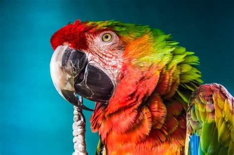 Can Parrots Sense Pregnancy Wooparrot
