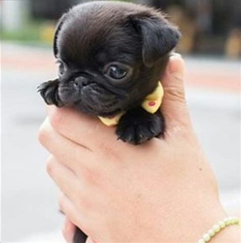About 1% of these are playground. 30 Pictures That Show Teacup Pugs Are the Cutest Dogs Ever ...