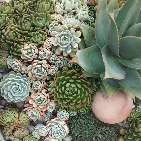 The red shade becomes more intense according to. Rosette Succulents for the Garden - Eye of the Day Garden ...