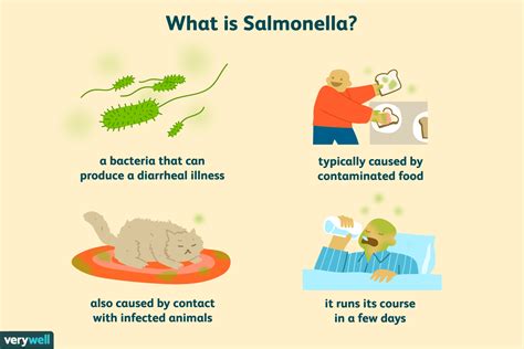 How To Prevent Salmonella