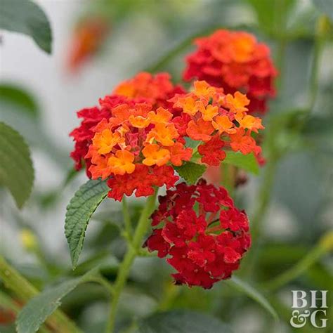We did not find results for: Common Arizona Plants That Are Toxic To Pets - SoftSpot®