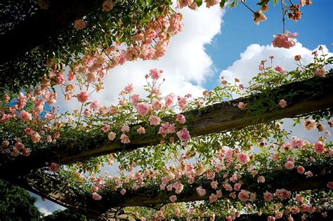 Rose Arbor Kew Gardens London Roses Flowers Arbor Nature Hd