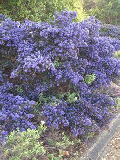 Ceanothus 'blue mound' is more compact growing up to around 1.5 meters in the right conditions. 72 Best Ceanothus/Californian Lilac images | Plants ...