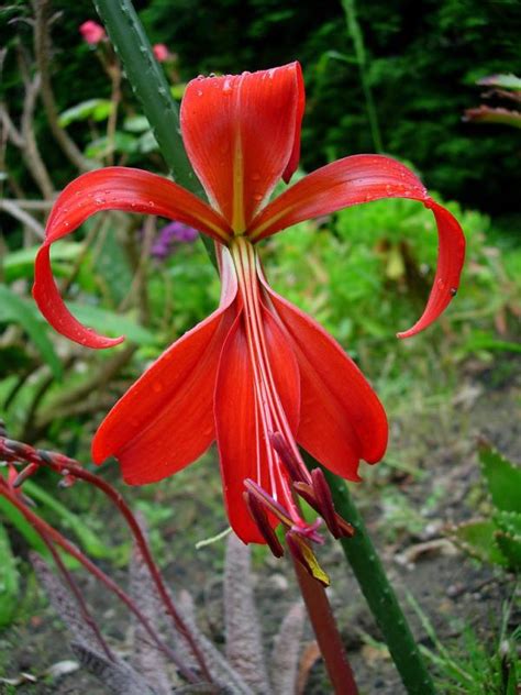 Cómo Cultivar La Flor De Lis 6 Pasos