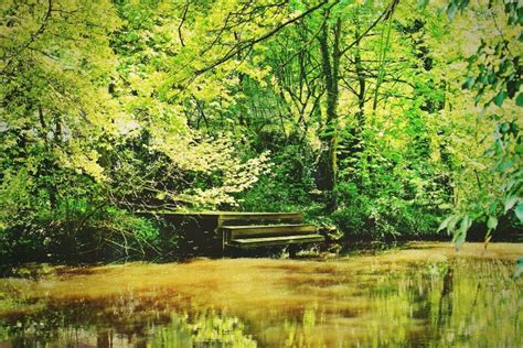 Free Picture Tree Summer Water River Wood Nature Leaf Landscape