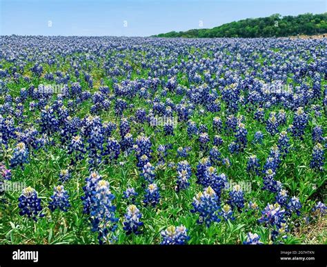 Muleshoe Bend Bluebonnets In Spicewood Texas Stock Photo Alamy