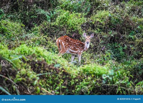Spotted Deer In Chitwan Nepal Stock Photo Image Of Nepal Deer 83591816