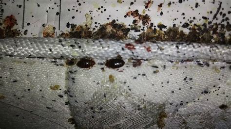 Major Live Bed Bug Infestation And This Is Just The Mattress Tag