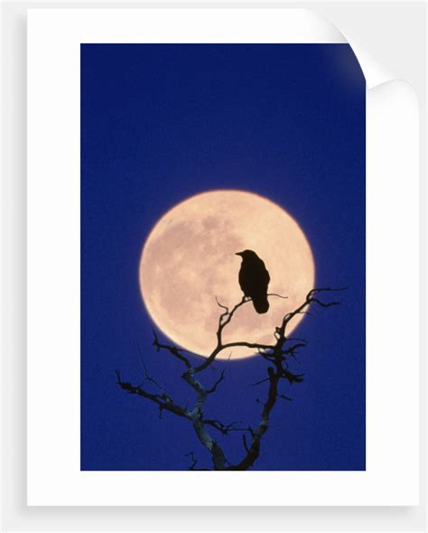 Full Moon Over Raven In Tree Posters And Prints By Corbis