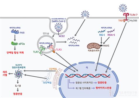 Check spelling or type a new query. 코로나19 과학 리포트_Vol.9 코로나바이러스, 결국은 면역이다