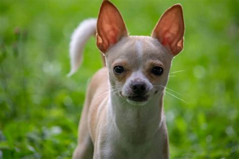 15 Totally Unbelievable Chihuahua Mix Dogs Your Dog Advisor