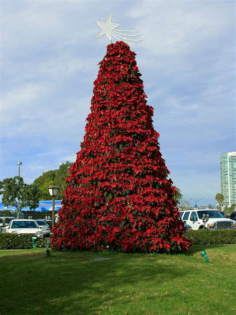 They could pocket the trees are the perfect gift for birthdays, weddings, christmas or any other occasion. Christmas plants - Wikipedia
