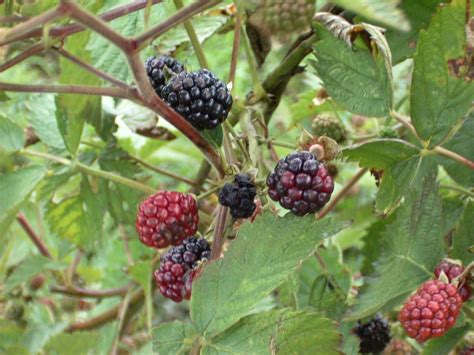 5 Popular Edible Berries And Plants In British Columbia Travel British