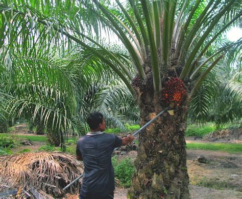 Then they load them into the loaders and palm oil is the generic tag for the two major derivatives of the palm oil tree, both of which differ in quality, density, composition, and thus end application. Palm oil: a balanced view - Jamie Oliver | Features