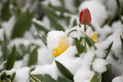 Tulips In Snow Stock Photo Image Of Nature Wildflower 80174056