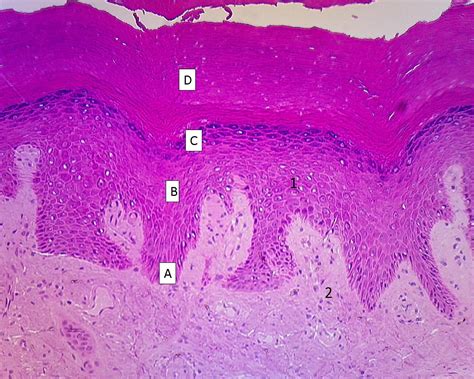 Sistema Tegumentario Histologia 17856 The Best Porn Website