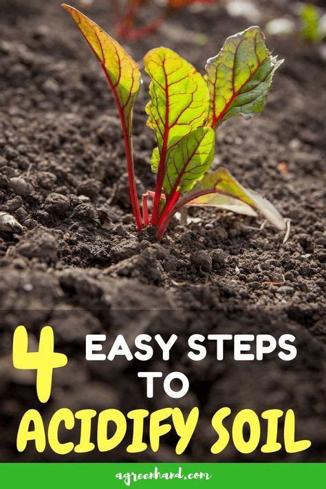 How To Acidify Soil In 4 Easy Steps Organic Gardening Tips Garden
