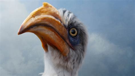 John Oliver As Zazu In The Lion King 2019 4k, HD Movies, 4k Wallpapers