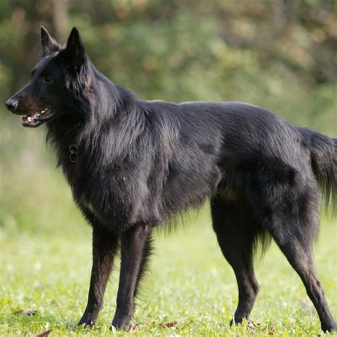 The groenendael belgian shepherd is energetic, lively and eager to work. Belgian Shepherd Groenendael Breed Guide - Learn about the ...