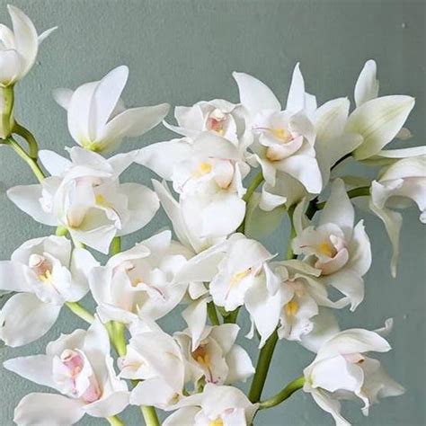 White Cymbidium Orchids Diy Wedding Flowers Flower Moxie