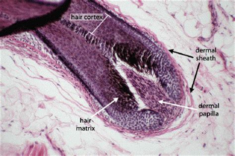 The present study was performed to elucidate the beneficial effect of cz on hair growth. Description
