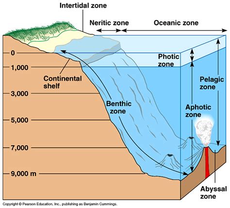 Pelagic Zone Dragonflyissuesinevolution13 Wiki Fandom Powered By Wikia