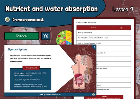 Science curriculum key vocabulary year 1 year 2 year 3 year 4 year 5 year 6 animals including humans fish, reptiles, mammals, birds, amphibians (+ examples of each) Year 6 Animals including Humans - Lesson 4 - Grammarsaurus