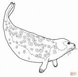 Seal Coloring Ringed Seals Drawing Baby Leopard Printable Elephant Animal Colour Harp Drawings Dot Sea sketch template