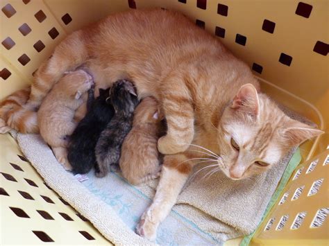 Comment examiner mon chaton ? Un chat roux du nom de Moonty | La vie des fleurs