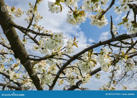 Photo Through The Branches A White Flowering Cherry Tree Stock Photo