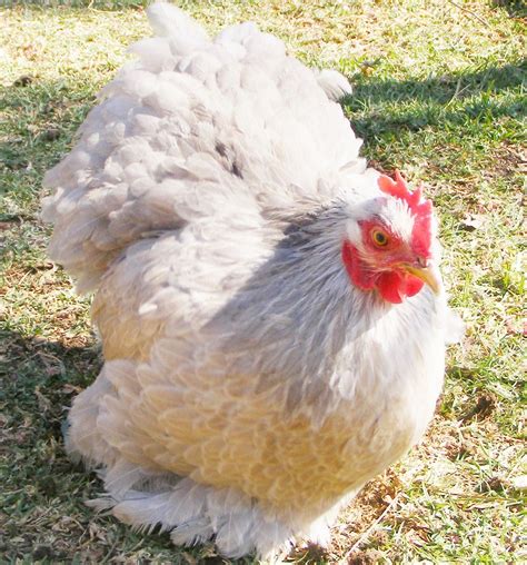 Pin By Jackie Yung On Chicken S Chickens Bantam Chickens Chickens
