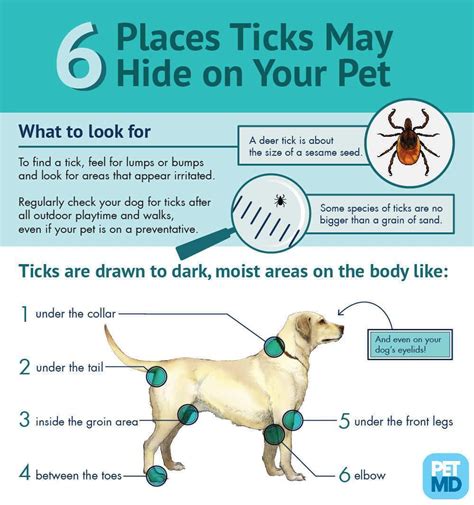 How To Tell If Your Dog Has Lyme Disease From A Tick Bite In 2020