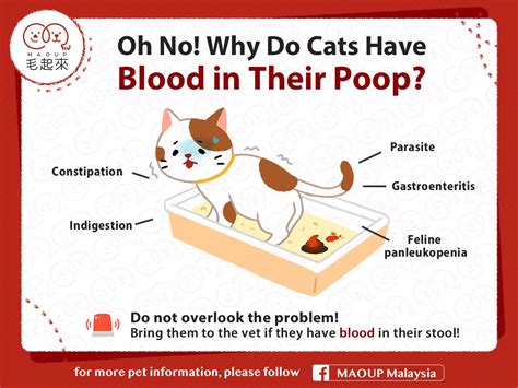 Gastroenteritis In Cats Cause Youre Getting Better And Better Weblogs