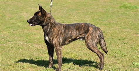 Dutch Shepherd Dog Breed Information Breed Advisor