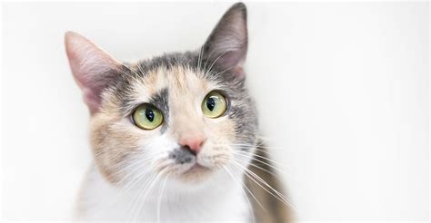 Dilute Calico A Pale Version Of The Gorgeous Calico Cats And