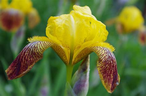 Yellow Iris Make Me Smile Iris Yellow Garden Flowers Plants