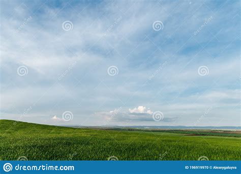 Green Field And Sky With Clouds Grass In Spring Agricultural Cereal