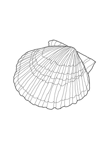 Your children will never get bored going through everything there is to color. Free Printable Seashell Coloring Pages For Kids ...
