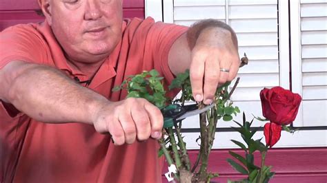 Growing Roses Rose Bush Care And Maintenance Youtube
