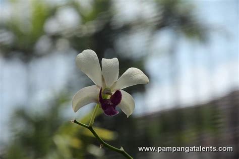 Yellow Mokara Orchids Flower In Euanthe Sanderiana Flowering Plant Detail In Quezon Memorial