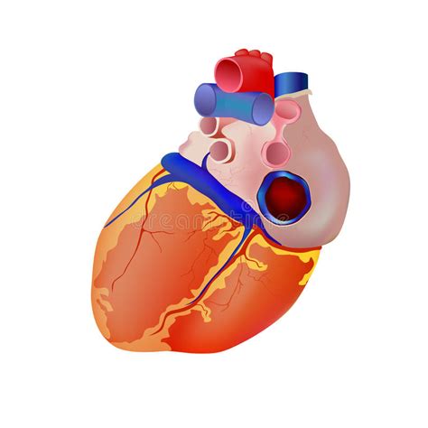 Human Heart Stock Illustration Illustration Of Medical 18455900