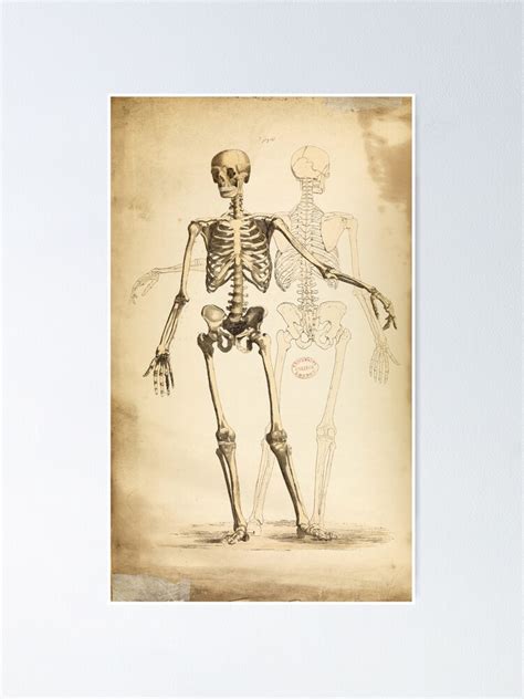 Vintage Illustration Of The Human Skeleton Poster For Sale By